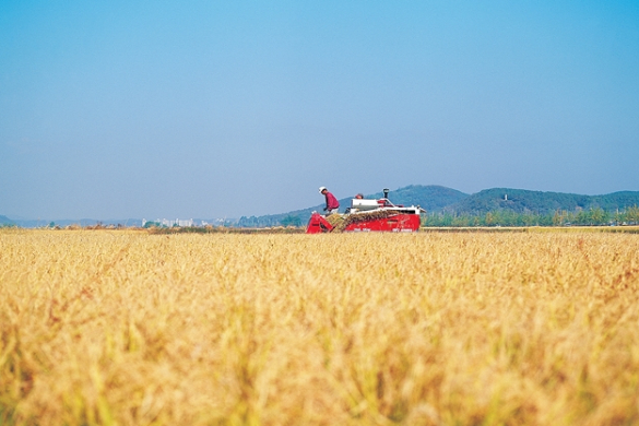 小麦机收率99%以上！河南省今年“三夏”计划投入农机400万台（套）