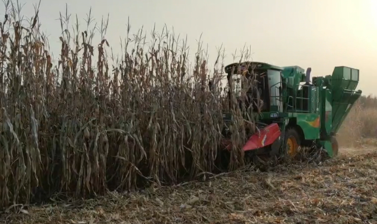 Tianlang corn harvester operation site