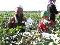 棉花采摘器价格 中国棉花采摘器 *台播放的采棉机厂家